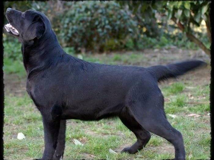 Reviens-moi Femelle Labrador Noire
