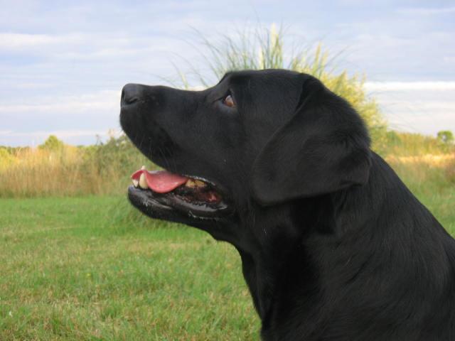 Mâle Labrador noir