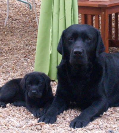 Père et fils : labrador mâles noirs