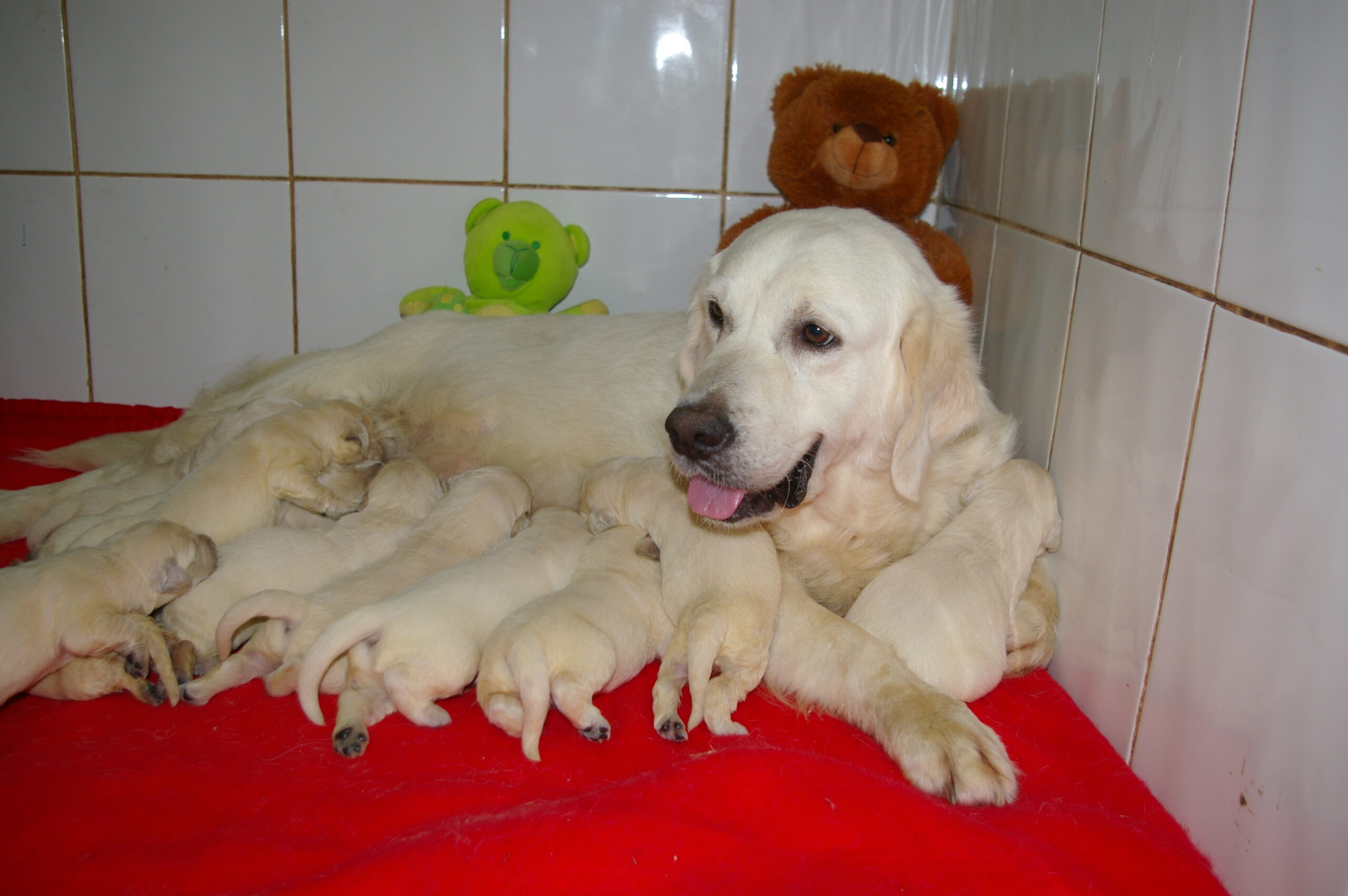 Miss Marple femelle Golden retriever
