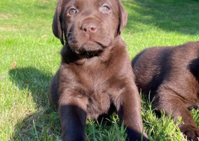 Chiot chocolat Rimel x Charme