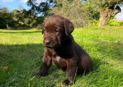 Chiot de Rimel x Charme et sa coquetterie