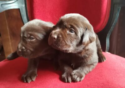 CHIOTS SONATE ET CHARME